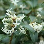 Schijnhulst - Osmanthus burkwoodii