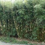 Fargesia robusta - Bamboe