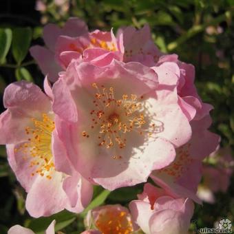 Rosa 'Kew Rambler'