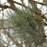 Pinus nigra - Zwarte den