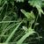 Sagittaria sagittifolia