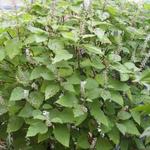 Plectranthus fruticosus  - Reumaplant