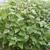 Plectranthus fruticosus