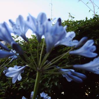 Agapanthus (Funnel group)