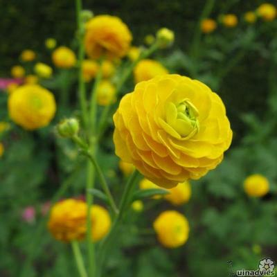Scherpe boterbloem / Gouden knoopje - Ranunculus acris 'Multiplex'