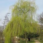 Salix alba 'Tristis' - Treurwilg, gele treurwilg