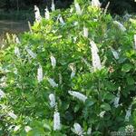 Schijnels - Clethra alnifolia