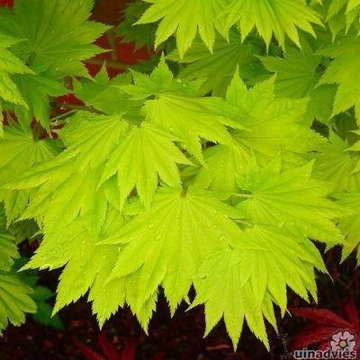 Gele esdoorn - Acer shirasawanum 'Aureum'