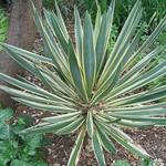 Yucca gloriosa 'Variegata' - Palmlelie