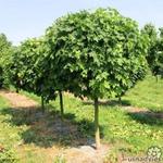 Acer platanoides 'Globosum' - Bolesdoorn, Noorse esdoorn