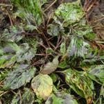 Hieracium maculatum - Bochtig havikskruid ,Gevlekt havikskruid