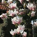 Magnolia x soulangeana 'Alexandrina' - Beverboom