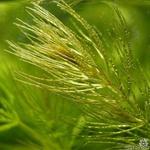 Ceratophyllum submersum - Ongedoornd hoornblad, Fijn hoornblad