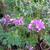 Polygala myrtifolia 'Bibi Pink