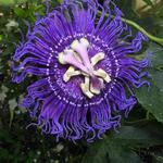 Passiflora incarnata 'Inspiration' - Passiebloem