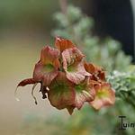 Salvia  african-lutea 'Kirstenbosch' - Salvia  african-lutea 'Kirstenbosch' - Salie
