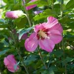 Althaeastruik - Hibiscus syriacus 'Woodbridge'