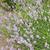 Lavandula angustifolia  'Munstead'