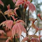Acer pseudoplatanus 'Brilliantissimum'  - Bonte bolesdoorn