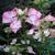 Hydrangea macrophylla 'Love You Kiss