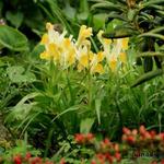 Iris bucharica - Bokhara iris, gewei iris