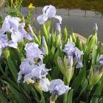 Iris pumila 'Little Sapphire' - Zwaardlelie