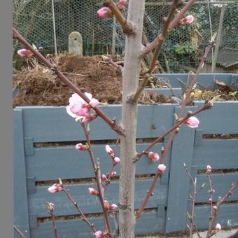 Prunus dulcis 'Robijn'