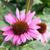 Echinacea purpurea 'The King'