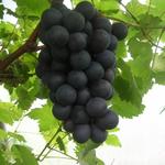 Vitis vinifera 'Boskoop Glory' - Druif, blauwe druif