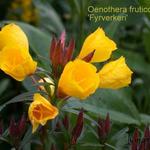 Oenothera - Teunisbloem