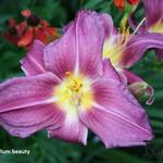 Hemerocallis 'Plum Beauty' - Daglelie
