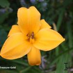 Hemerocallis 'Treasure Gold' - Daglelie