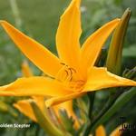 Hemerocallis 'Golden Scepter' - Daglelie