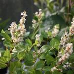 Persicaria hybride 'Kahil' - Duizendknoop