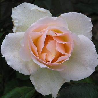 Rosa 'Terra Jubilee'