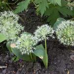 Allium karataviense 'Ivory Queen' - Puinlook