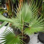 Washingtonia filifera - Californische palm