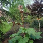 Rheum palmatum 'Atrosanguineum' - Rabarber