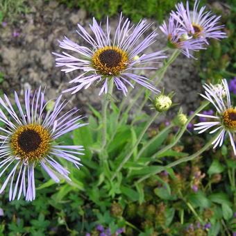 Aster diplostephioides