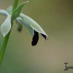 Salvia discolor - Peruaanse salie