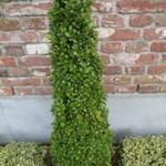 Buxus sempervirens ‘Graham Blandy’ - Buxus, randpalm