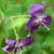 Geranium phaeum 'Lily Lovell'
