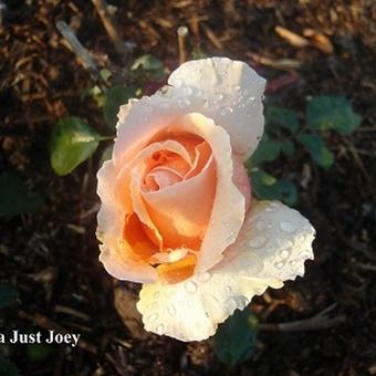 Rosa 'Just Joey'
