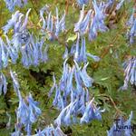 Corydalis flexuosa 'China Blue' - Helmbloem