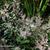 Astilbe simplicifolia 'Hennie graafland'