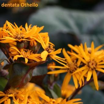 Ligularia dentata 'Othello'