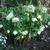 Helleborus orientalis 'Double White Spotted'