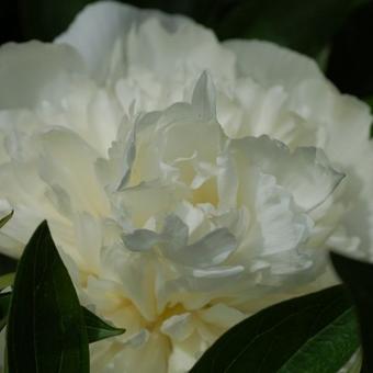 Paeonia lactiflora 'Duchesse de Nemours'