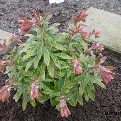 Amandelwolfsmelk - Euphorbia x martinii 'Ascot Rainbow'