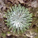Saxifraga longifolia - Langbladige steenbreek, Ster van de Pyreneeën